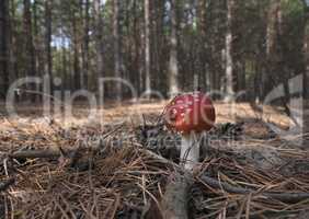 Red fly agaric mushroom in the forest on a sunny autumn day.