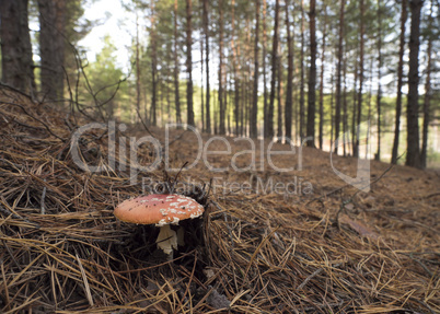 Red fly agaric mushroom in the pine forest on a sunny autumn day