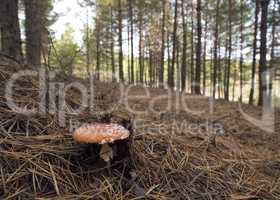 Red fly agaric mushroom in the pine forest on a sunny autumn day
