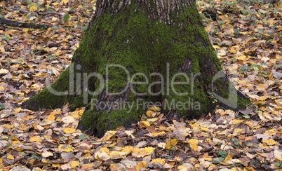 Roots of a big tree with green moss in autumn forest.
