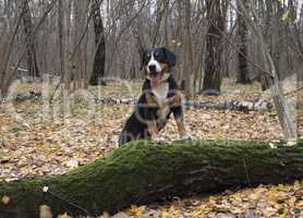 Happy dog walks in the shady autumn forest.