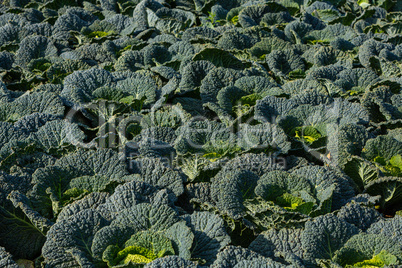 savoy cabbage field in detail