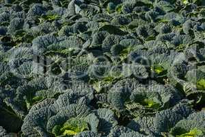 savoy cabbage field in detail