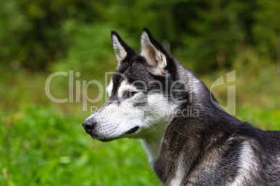 portrait of a cut husky pet