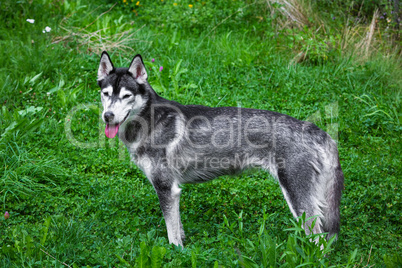 husky dog stands on a green meadow