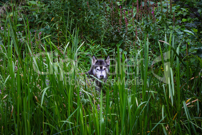 husky dog observes out of reed grass