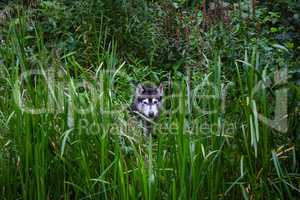 husky dog observes out of reed grass