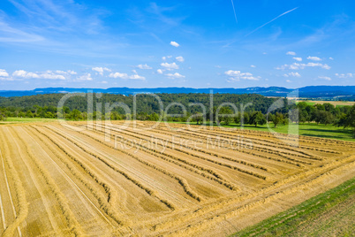 harvested grain field with view