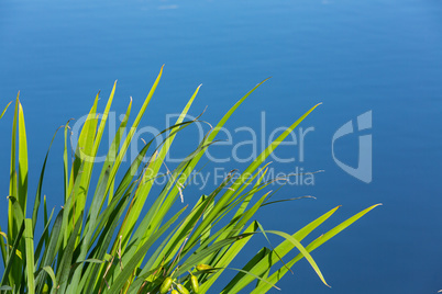 reed grass on the shore of a lake
