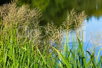 flowering reed grass in detail