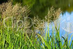 flowering reed grass in detail