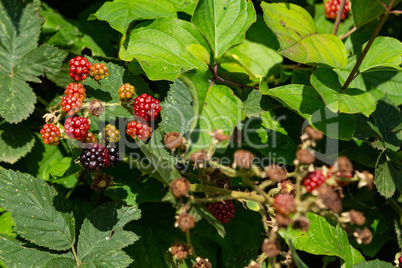 blackberries grow on a bush