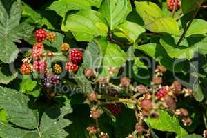 blackberries grow on a bush