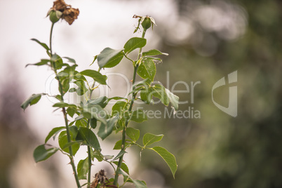Branches of the rosary Branches of the rosary