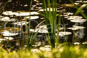 pond with leaves in autumn in back light