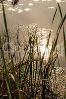 pond with cattail in autumn in back light