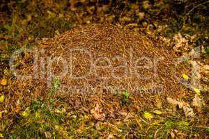 ant heap in a forest in Poland