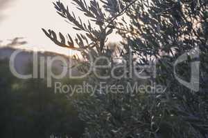 Olive branches at sunset 3