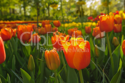 Red tulips of Netherlands in rays of sunset