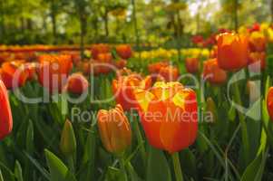 Red tulips of Netherlands in rays of sunset