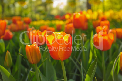 Red tulips of Netherlands in rays of sunset