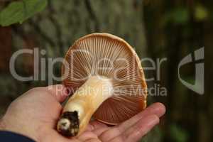 FileZillaMycologist demonstrates and talks about various forest mushrooms