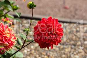 Magenta Color Dalia Flower In The Park