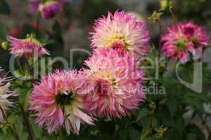 Magenta Color Dalia Flower In The Park