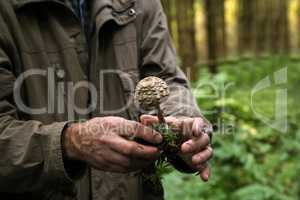Mycologist demonstrates and talks about various forest mushrooms