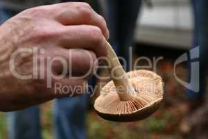 Mycologist demonstrates and talks about various forest mushrooms