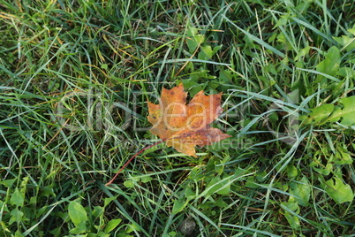 Yellow maple leaf lies on green grass