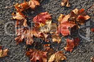 Bright maple leaves lie on the pavement in autumn