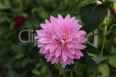 Beautiful Color Dalia Flower In The Park