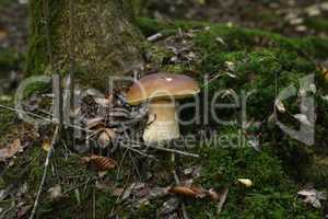 Edible forest mushroom Boletus Edulis or porcini fungus