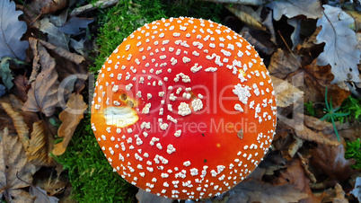 Closeup of amanita muscaria mushroom in a meadow