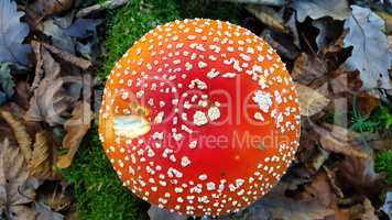 Closeup of amanita muscaria mushroom in a meadow