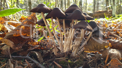Small mushrooms grow in the forest on a stump
