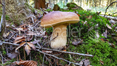 Edible forest mushroom Boletus Edulis or porcini fungus