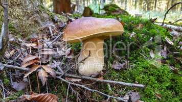 Edible forest mushroom Boletus Edulis or porcini fungus