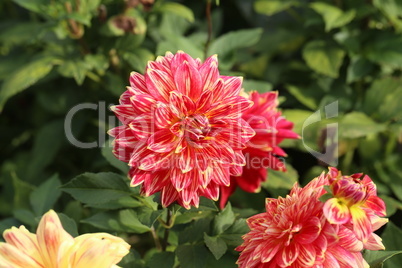 Magenta Color Dalia Flower In The Park