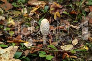 The fungus shaggy ink cap, Coprinus comatus