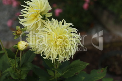 Beautiful Color Dalia Flower In The Park