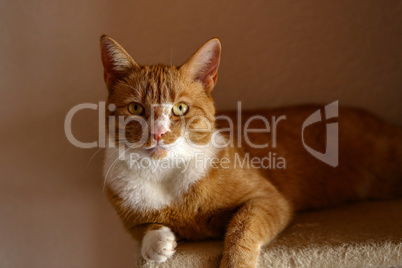 Beautiful red cat poses for photographer's camera