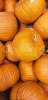 Abstract Several Pumpkin Patch Background