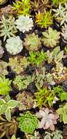 Abstract Overhead of Various Succulent Plants At Nursery