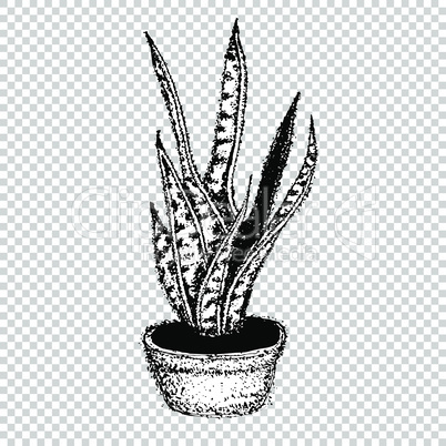 Sansevieria or pike tail, houseplant. Scandinavian style. Element for design . A symbol of endurance. Vector illustration tattoo, sketch