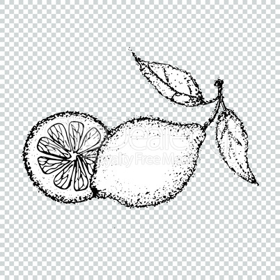 Dotwork Lemon Fruit. Vector Illustration of Citrus Food. Tattoo Hand Drawn Sketch.