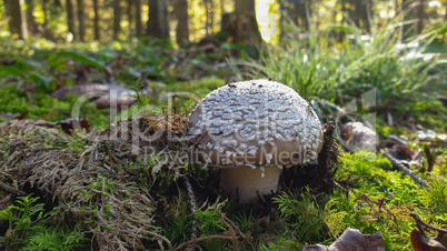 Wild agaric mushroom Amanita rubescens growing in the spruce forest.
