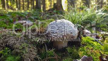 Wild agaric mushroom Amanita rubescens growing in the spruce forest.
