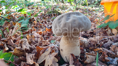 Common puffball mushroom - Lycoperdon perlatum - growing in forest close up